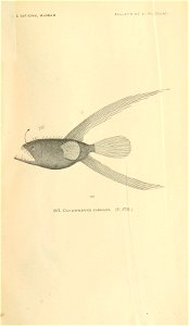 n1066_w1150