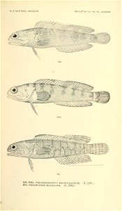 n946_w1150
