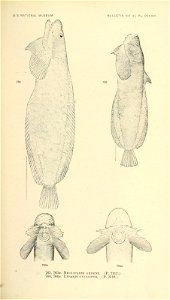 n916_w1150