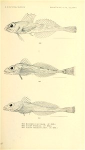 n856_w1150