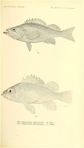 n826_w1150