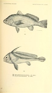 n736_w1150