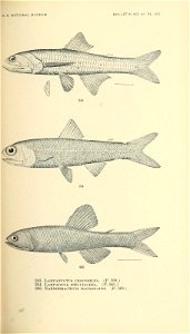n466_w1150
