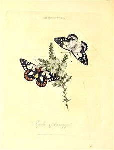 n135_w1150