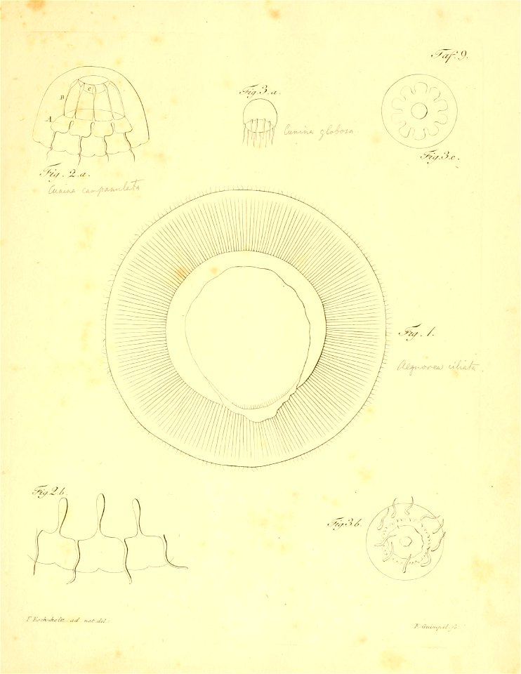 n216_w1150