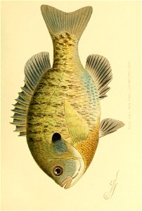 n456_w1150