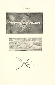 n334_w1150