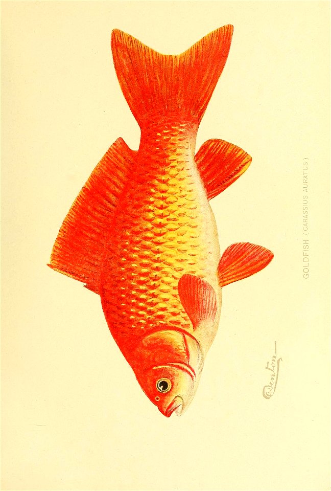 n448_w1150