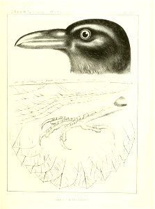 n396_w1150