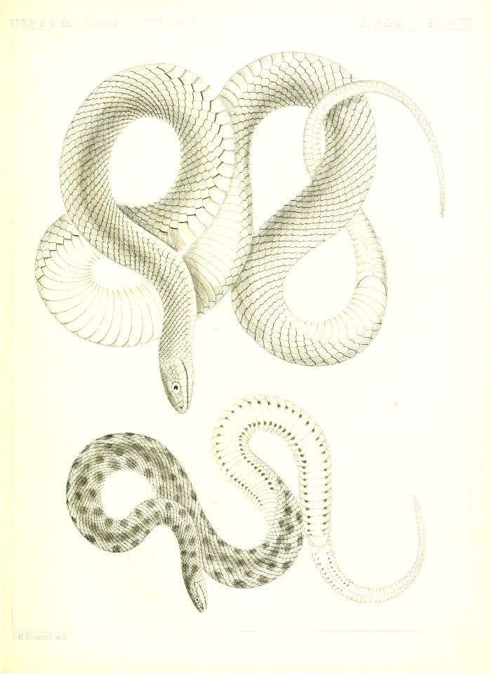 n518_w1150