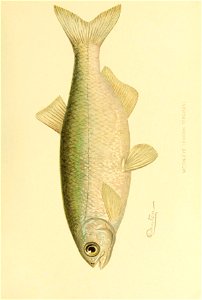 n460_w1150