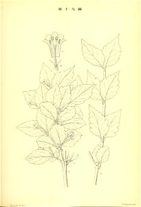 n190_w1150
