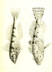 n596_w1150