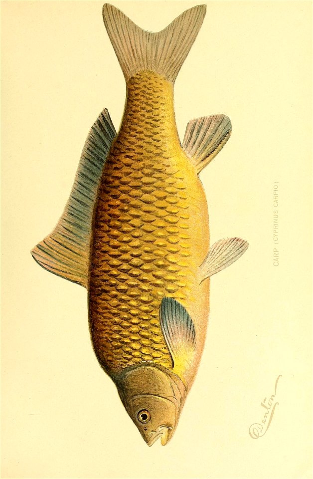 n452_w1150