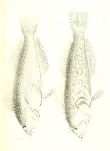 n590_w1150