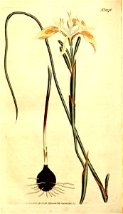 n99_w1150