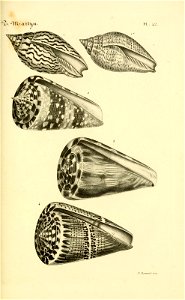 n126_w1150