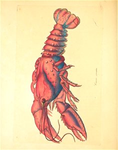 n43_w1150