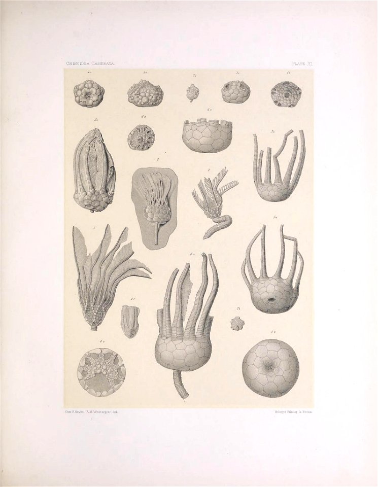 n52_w1150
