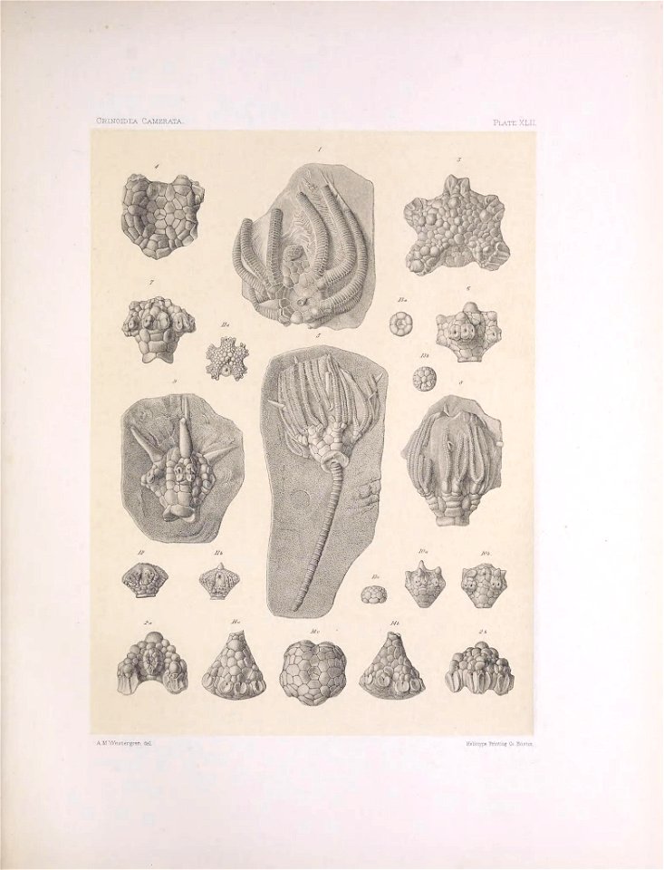 n176_w1150