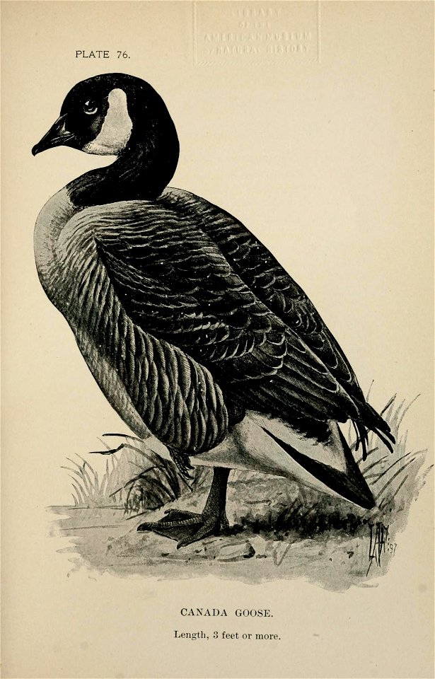 n440_w1150