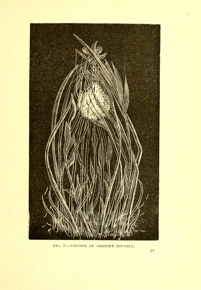 n36_w1150
