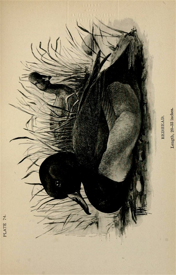 n432_w1150
