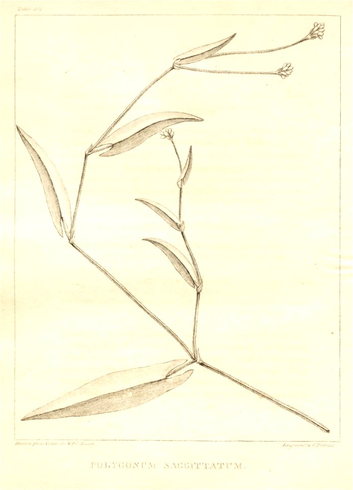 n119_w1150