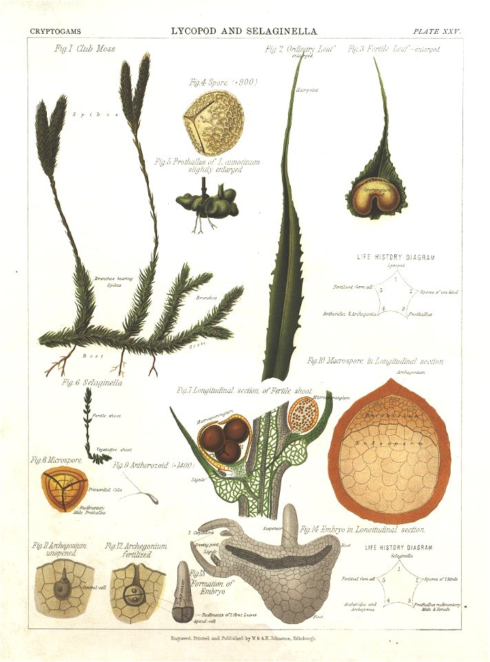 n56_w1150