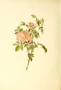 n335_w1150