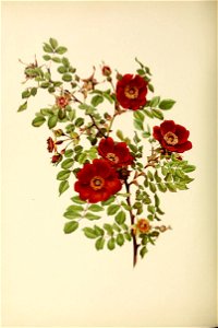 n127_w1150