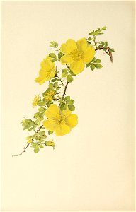 n507_w1150