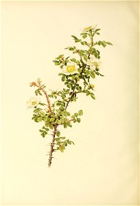 n423_w1150