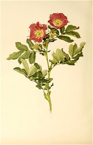 n591_w1150