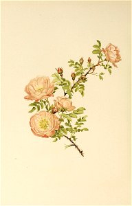 n497_w1150