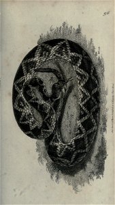 n66_w1150