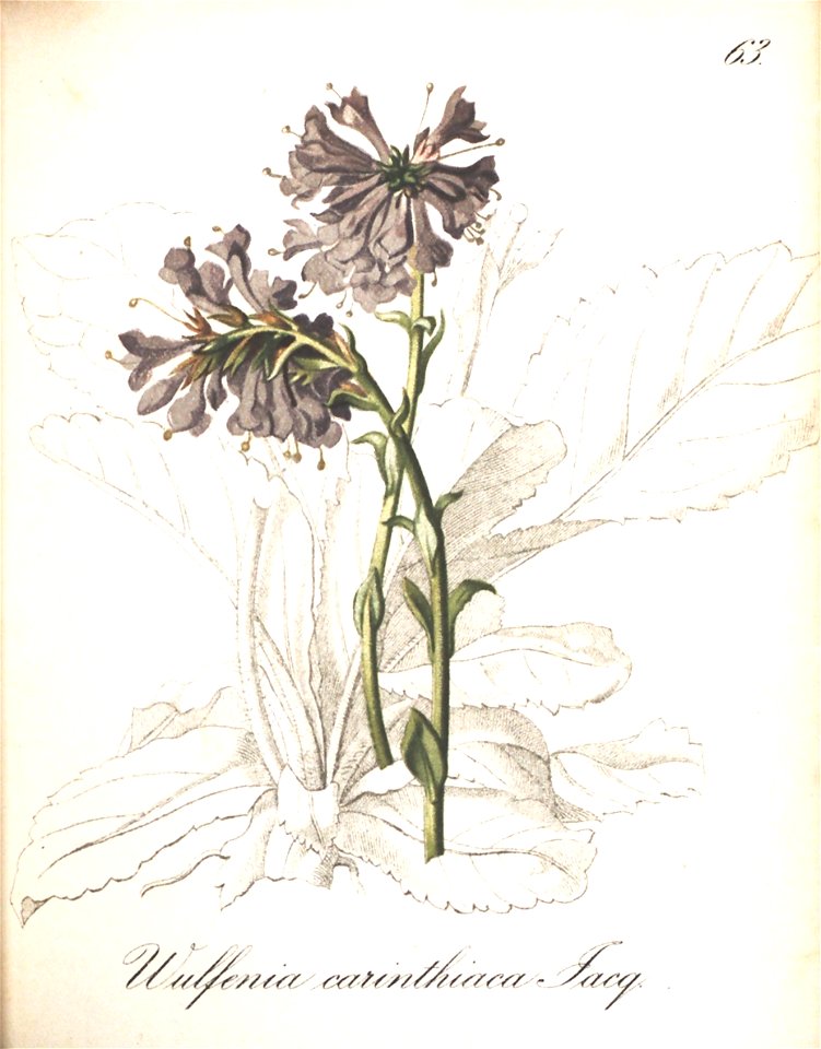 n129_w1150