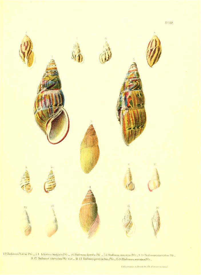 n182_w1150