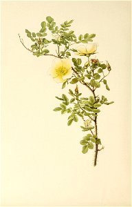 n467_w1150