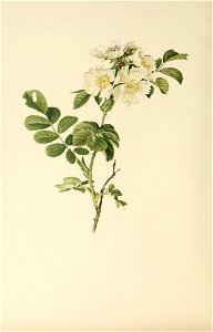n365_w1150