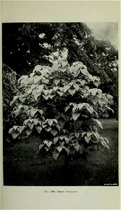 n442_w1150