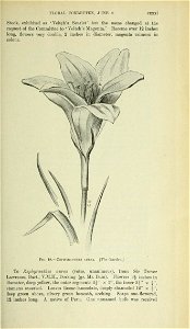 n990_w1150