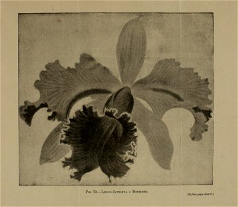 n540_w1150
