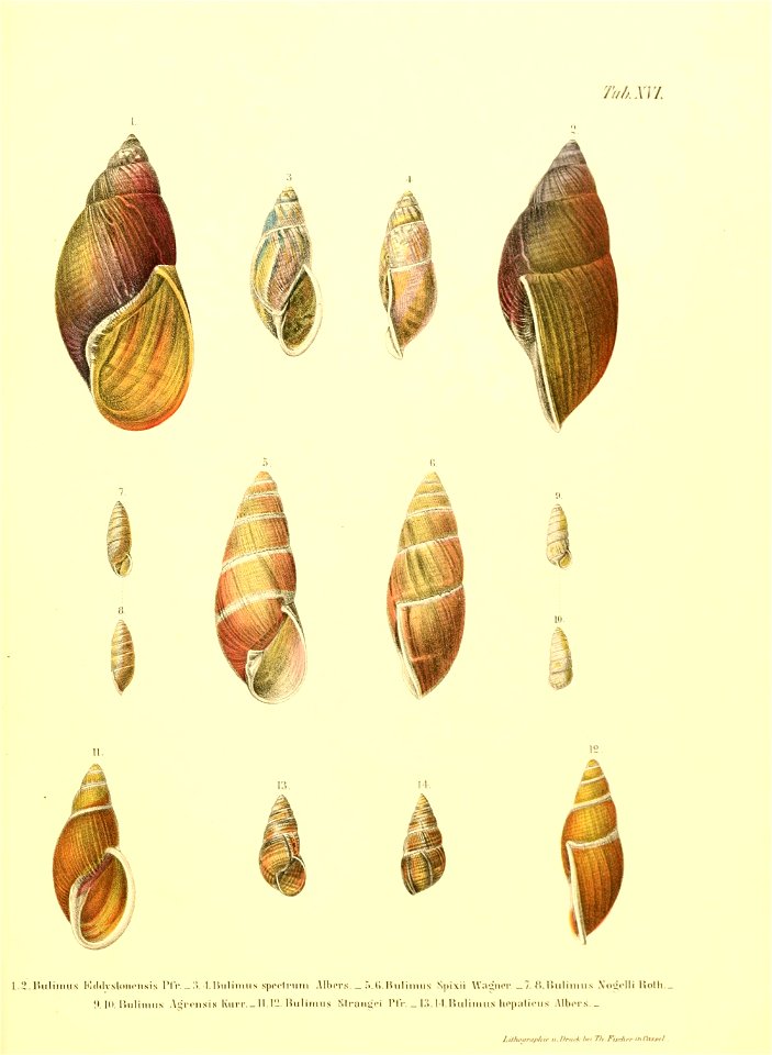 n178_w1150