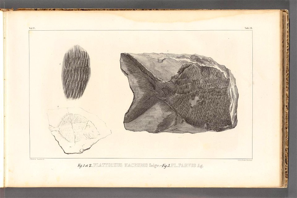 n52_w1150