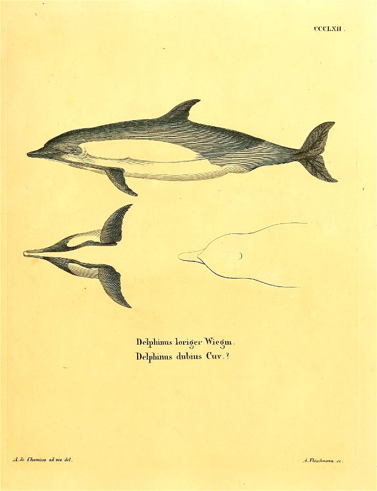 n296_w1150