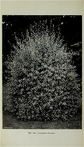 n443_w1150