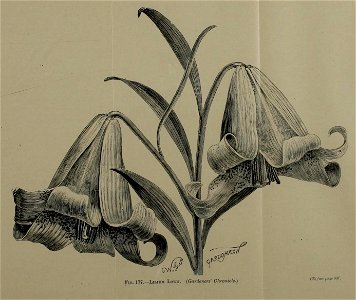 n351_w1150