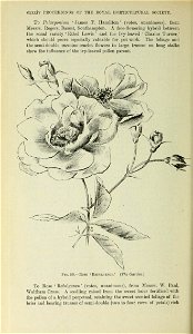 n995_w1150