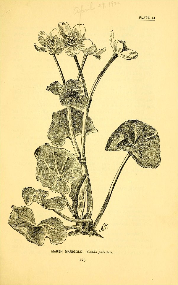 n190_w1150